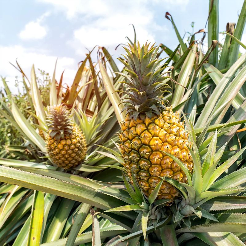 Juicy Pineapple: Sweet, Tropical Bliss Packed with Freshness &amp; Nutrients - Shop N Save